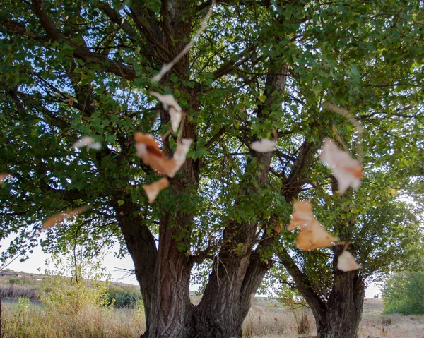 Listy Padající Před Dvěma Stromy Podzim — Stock fotografie