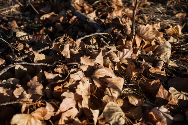 Upadłe Liście Drzew Ziemi Jesień — Zdjęcie stockowe