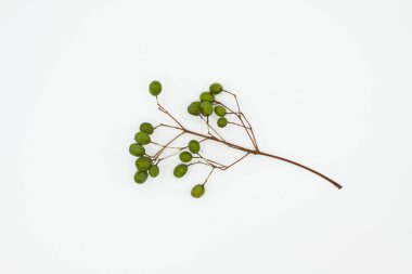 Böğürtlen ve kozalaklı kuru dallar beyaz üzerine izole edilmiş