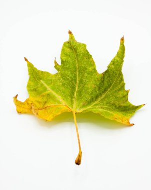 Yıpranmış bir huş yaprağı beyaz bir arka planda izole edilmiş ve ışıklandırılmış olarak sergilenir