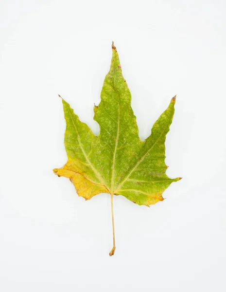 Een Verweerd Berkenblad Wordt Geïsoleerd Met Achtergrondverlichting Een Witte Achtergrond — Stockfoto