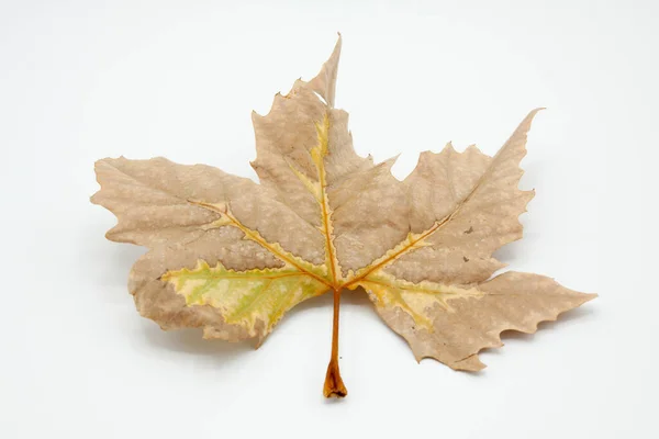 Een Verweerd Berkenblad Wordt Geïsoleerd Met Achtergrondverlichting Een Witte Achtergrond — Stockfoto