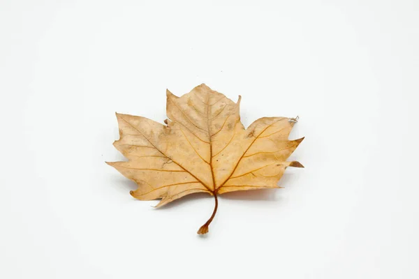 Weathered Birch Leaf Displayed Isolated Backlit White Background — Stock Photo, Image