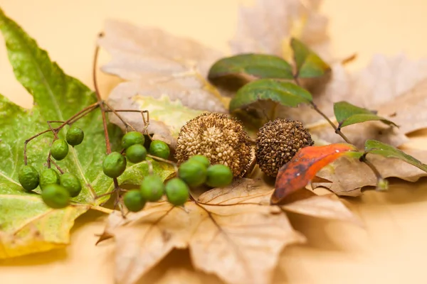 Een Achtergrond Van Herfstbladeren — Stockfoto