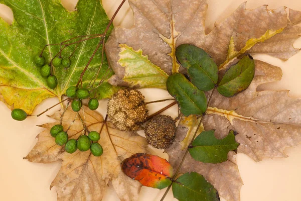 Een Achtergrond Van Herfstbladeren — Stockfoto