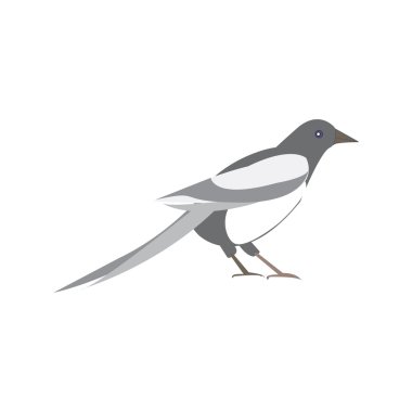 Magpie bird. Vector illustration of a black and white bird clipart