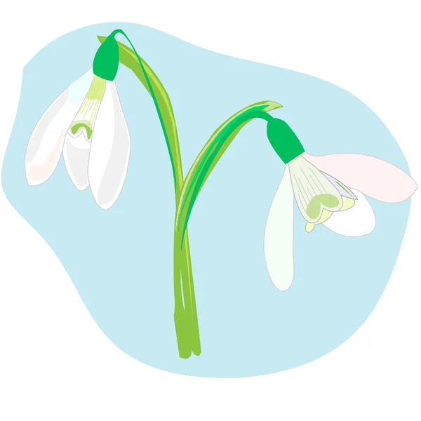 Snowdrops on a blue background. Spring vector illustration. Vect — Stock Vector