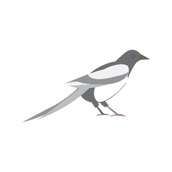 Pájaro urraca. Ilustración vectorial de un ave blanca y negra — Vector de stock