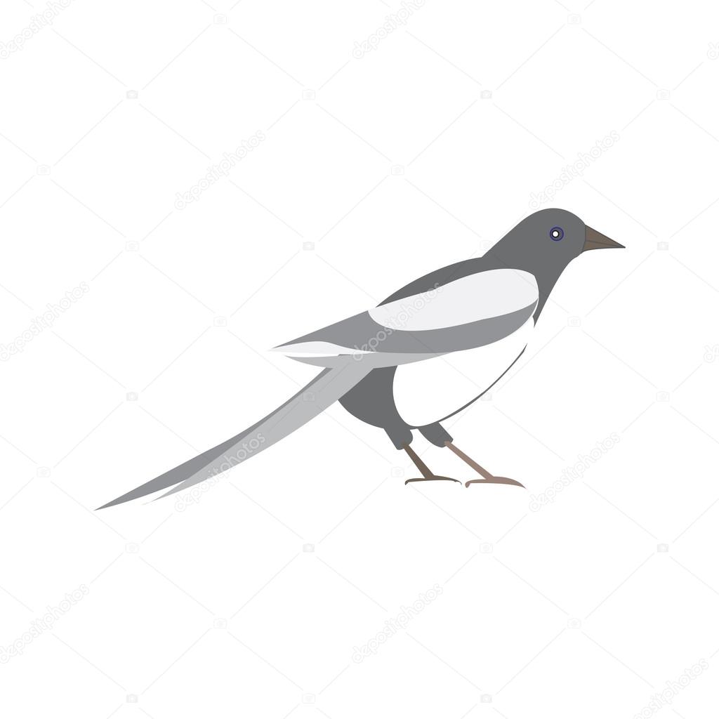 Magpie bird. Vector illustration of a black and white bird