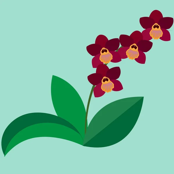 Flor de orquídea sobre un fondo azul . — Vector de stock