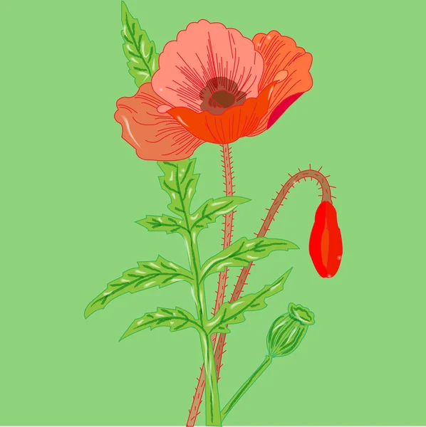 咲くポピー繊細な背景パターン、ベクトル イラスト — ストックベクタ