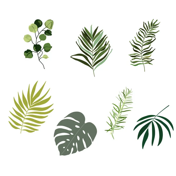 Set Hand Drawn Tropical Leaves Plants Banana Palm Monstera Curly — Stock Vector