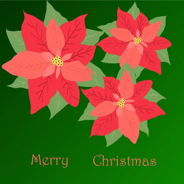 poster merry Christmas, three poinsettias on green background