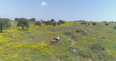 Drone flying above wild running horses at open nature fields. Free wild scene of animals at countryside with Arabian stallion group of horses in the open land. Cowboy at farmland scenery
