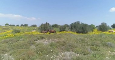Drone flying above wild running horses at open nature fields. Free wild scene of animals at countryside with Arabian stallion group of horses in the open land. Cowboy at farmland scenery