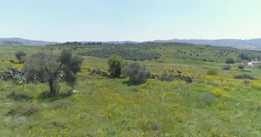 Drone flying above wild horses at open nature fields. Free wild scene of animals at countryside with Arabian stallion group of horses in the open land. Cowboy at farmland scenery