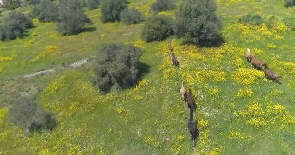 Drone volando sobre caballos salvajes corriendo en campos naturales abiertos. Escena salvaje libre de animales en el campo con el grupo de sementales árabes de caballos en tierra abierta. Vaquero en el paisaje de tierras de cultivo — Vídeos de Stock