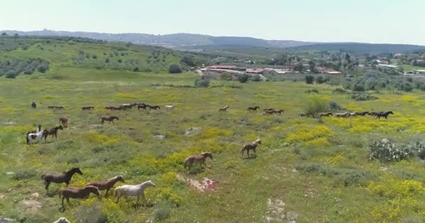 Drone volando sobre caballos salvajes corriendo en campos naturales abiertos. Escena salvaje libre de animales en el campo con el grupo de sementales árabes de caballos en tierra abierta. Vaquero en el paisaje de tierras de cultivo — Vídeos de Stock