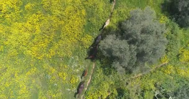 Dron latający nad dzikimi końmi na otwartych polach przyrody. Wolna scena dzikich zwierząt na wsi z arabską grupą ogierów na otwartym lądzie. Kowboj w krajobrazie rolniczym — Wideo stockowe