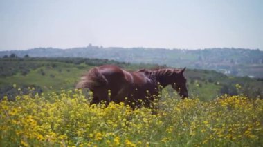 Vahşi hayvan aygırının açık havada geçirdiği güzel bir yavaş çekim sahnesi. Memelilerin otladığı çiçekler ve güneş ışığıyla parlayan çimenler zarif bir şekilde sakin bir ruh haline bürünürler. Hayvan özgürlüğü kavramı