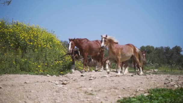 野地里的马。低角度超慢动作射击。自由的野生动物骑着马在大自然中自由地通过相机。自由动物主题概念 — 图库视频影像