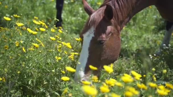 En brun häst äter örtblommor och gräs på ett friluftsfält. Frihet djur natur slow motion scen. En flock hästar ute på landet. Vackert jordbruk däggdjur bete koncept. — Stockvideo