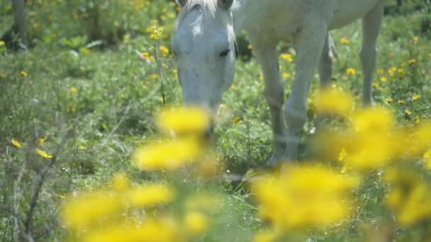 En vit häst äter örtblommor och gräs på ett friluftsfält. Frihet djur natur slow motion scen. En flock hästar ute på landet. Vackert jordbruk däggdjur bete koncept. — Stockvideo