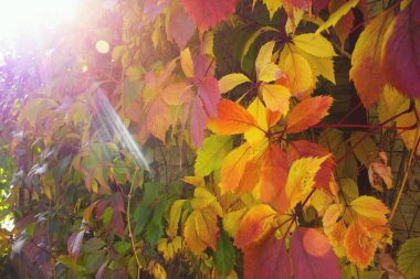 Sonbahar Yaprakları 'nın Bitki Üzerine Yakın Çekimi, Yaban Üzümleri Çekimi