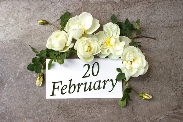 February 20th. Day 20 of month, Calendar date. White roses border on pastel grey background with calendar date. Winter month, day of the year concept