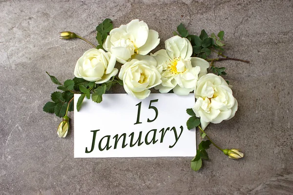 Stycznia Dzień Miesiąca Data Kalendarza Białe Róże Graniczą Pastelowym Szarym — Zdjęcie stockowe