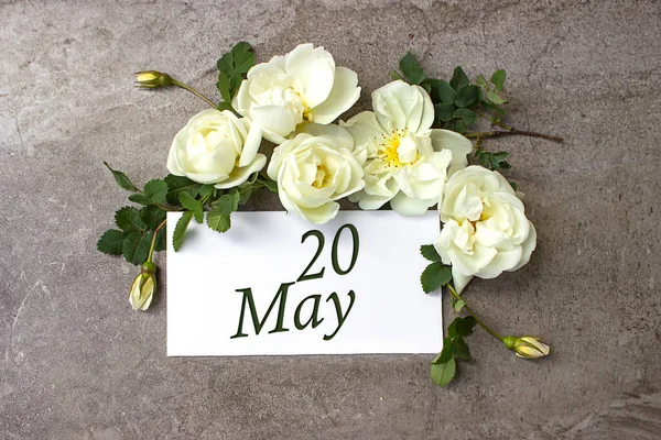 May 20th. Day 20 of month, Calendar date. White roses border on pastel grey background with calendar date. Spring month, day of the year concept