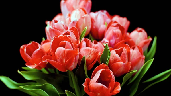 Siyah arkaplanda kırmızı lale demeti