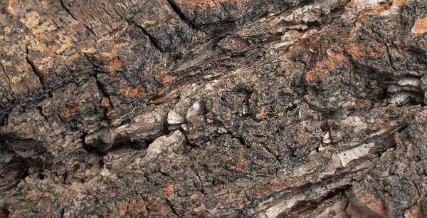 background bark texture of old tree