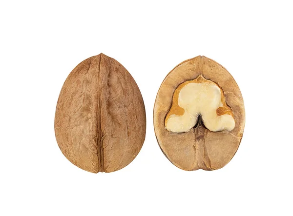 Kacang Kenari Matang Pada Latar Belakang Putih — Stok Foto