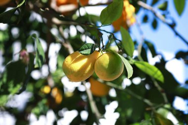 Bahçedeki bir ağaç dalında olgun limonlar