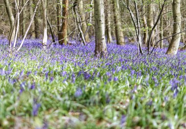 Güzel bahar orman Bluebells ile