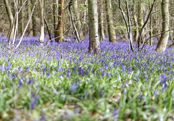 Güzel bahar orman Bluebells ile