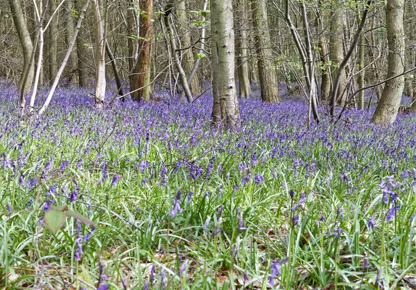 Hutan musim semi yang indah dengan Bluebells — Stok Foto