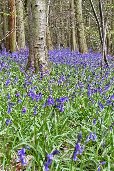 Hermoso bosque de primavera con Bluebells — Foto de Stock