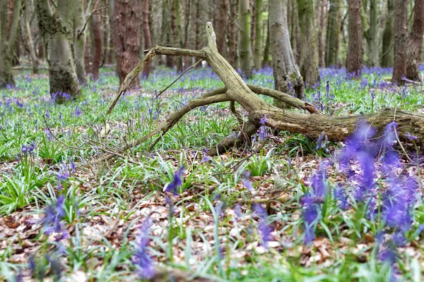 Hermoso bosque de primavera con Bluebells — Foto de Stock