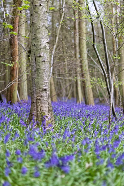 Hermoso bosque de primavera con Bluebells —  Fotos de Stock