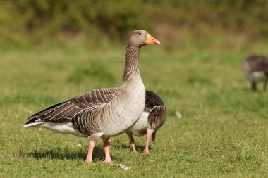 Boz kaz çimenlerin üzerinde