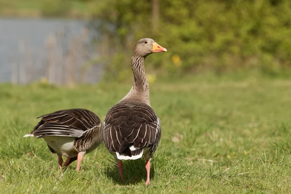 Oie grise sur herbe — Photo