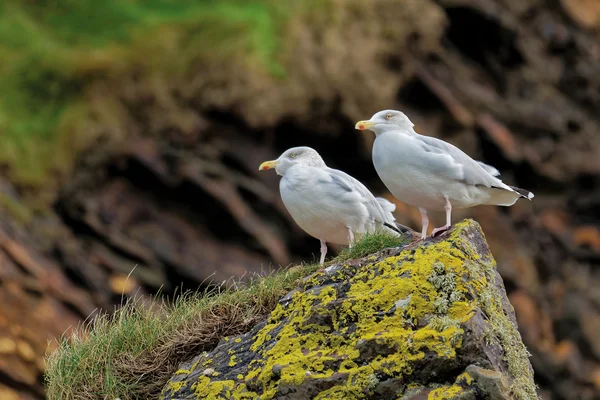 Mouettes et mouettes — Photo gratuite