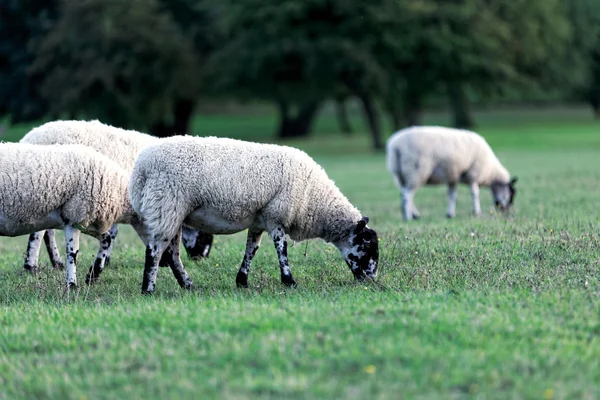 Flock of sheep — Stock Photo, Image