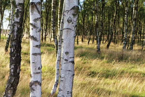 Bosque de otoño — Foto de stock gratis