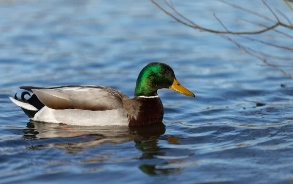 Canard colvert — Photo