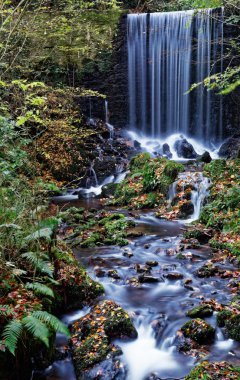 Doğal orman şelale