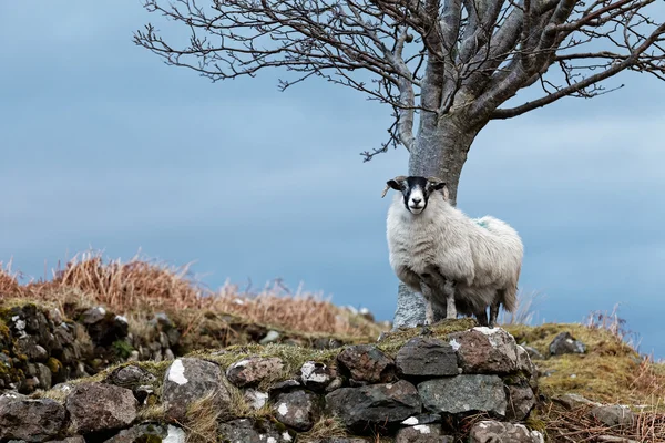 Watchful white sheep — Stock Photo, Image