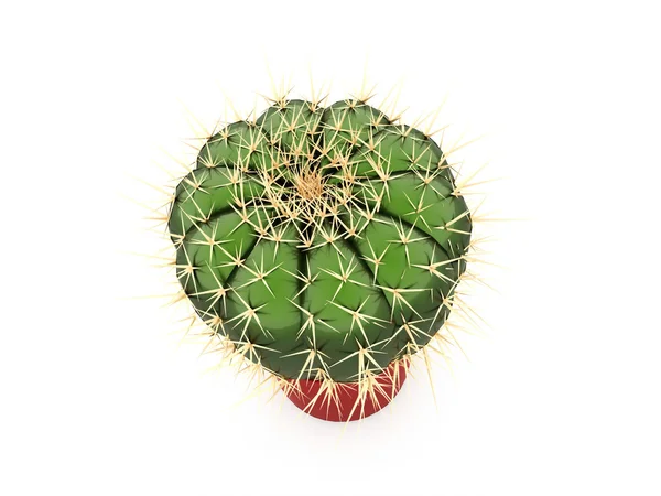 Cactus hecho aislado en blanco —  Fotos de Stock